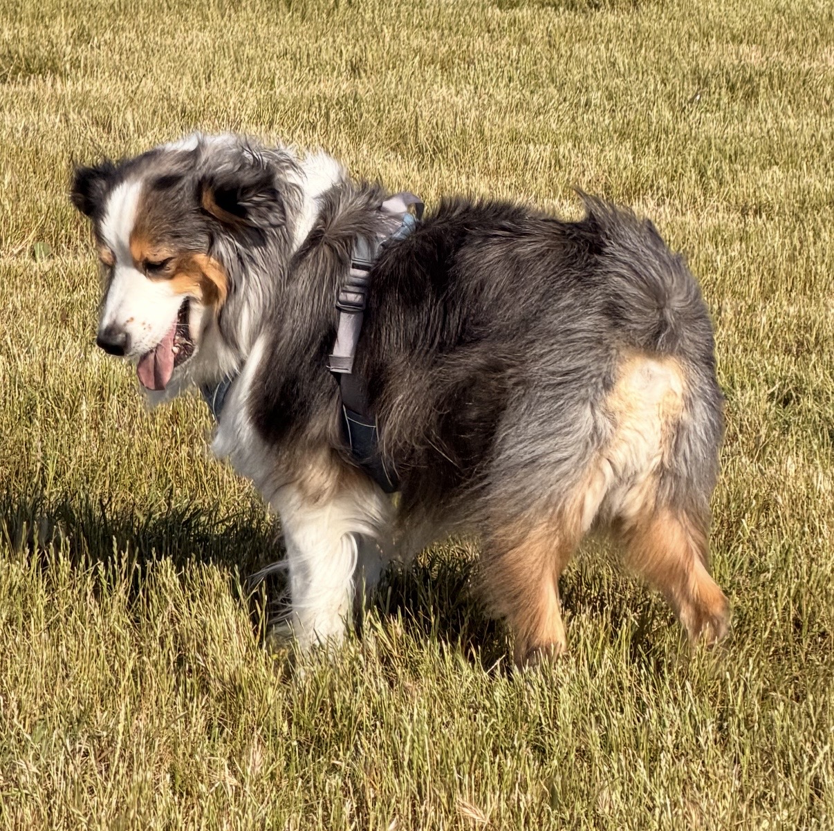 Luca standing in grass, wearing a harness