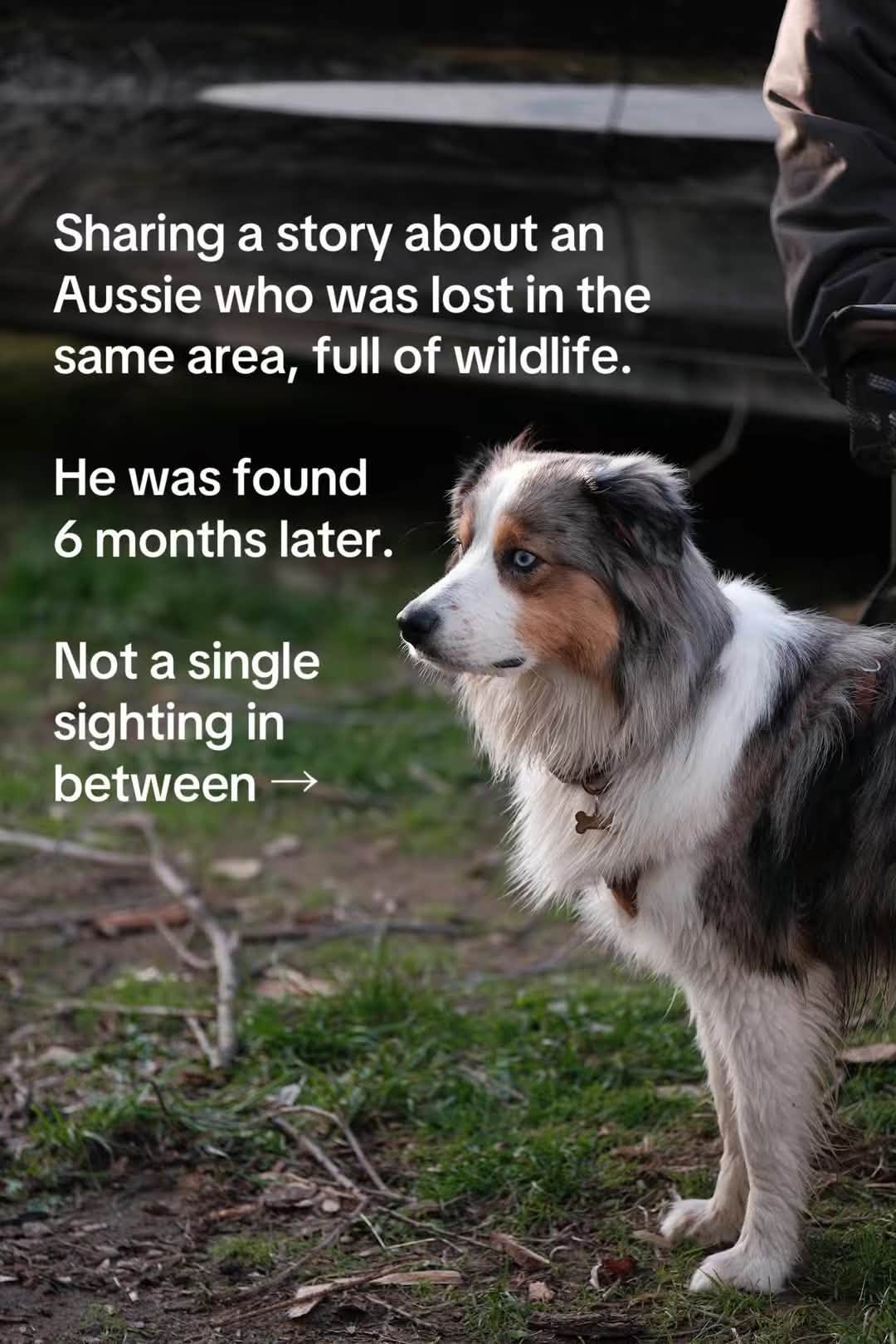 Blue, an Australian Shepherd lost in the same wildlife-filled area — he was found 6 months later, with no sightings in between