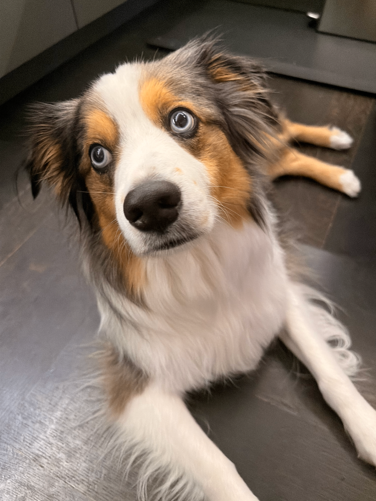 Luca lying on the kitchen floor, bright blue eyes
